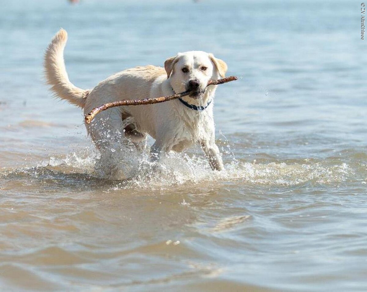 Hund im Wasser