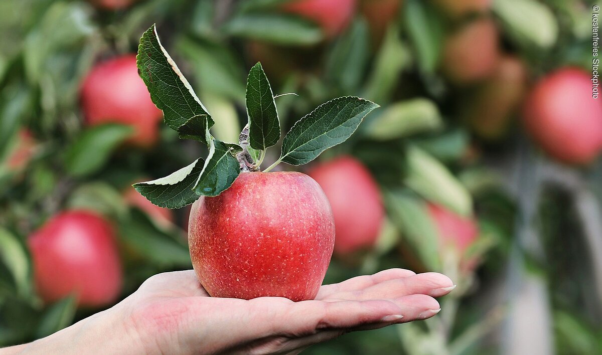 Obstlehrgarten Kehl