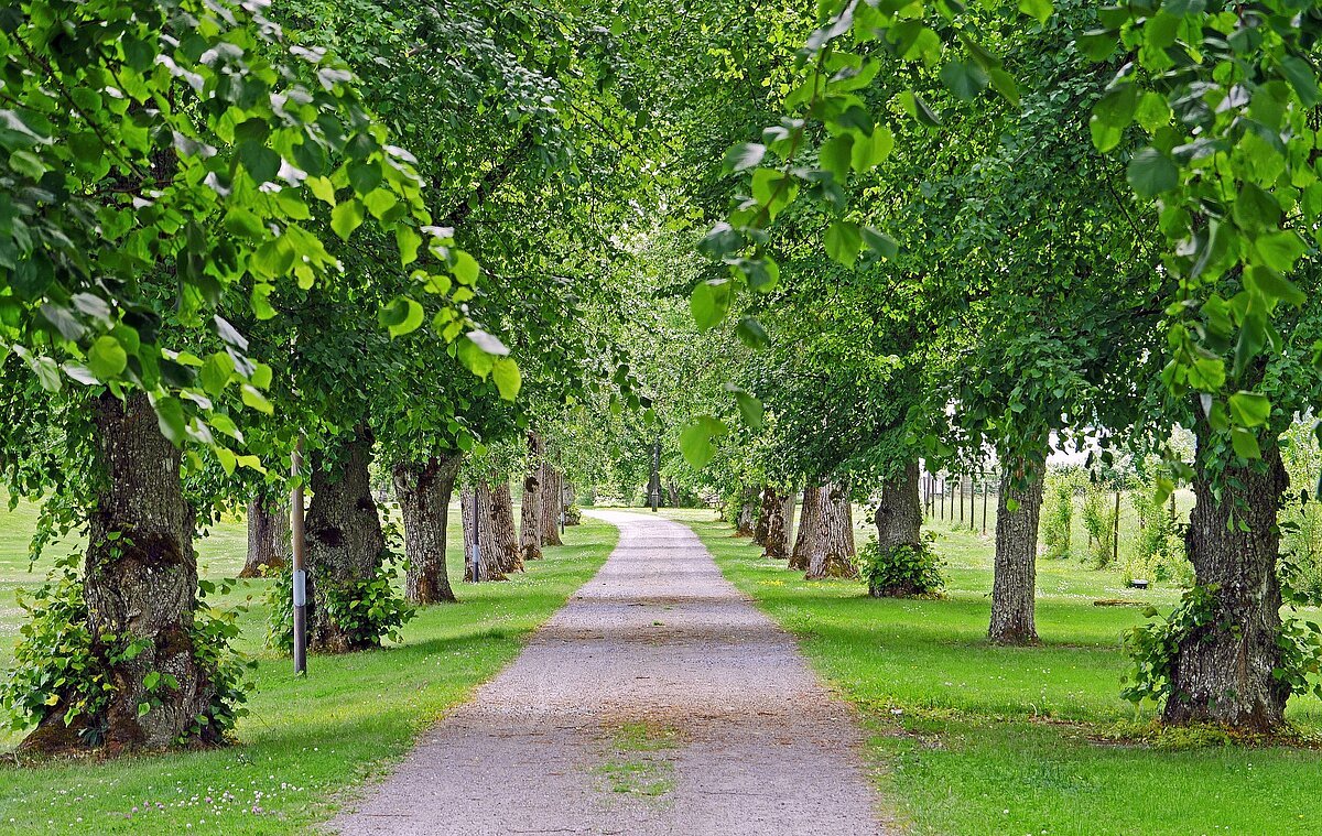 Grüne Allee