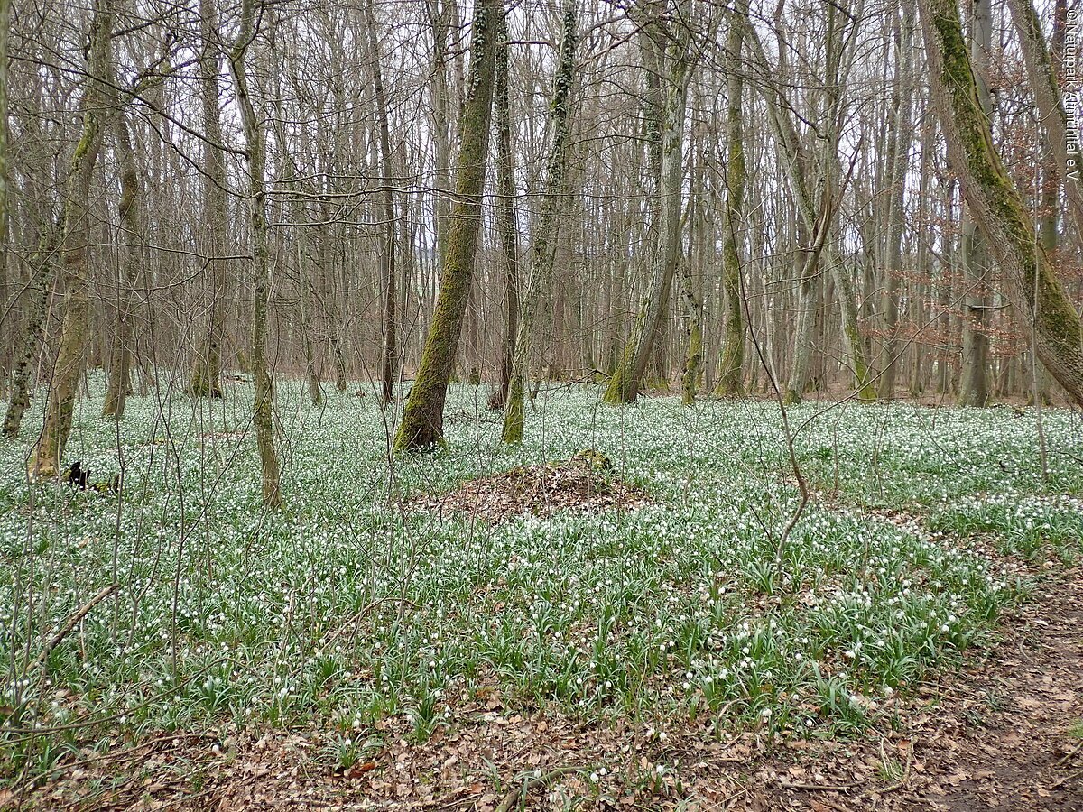 NSG Märzenbecherwald Ettenstatt