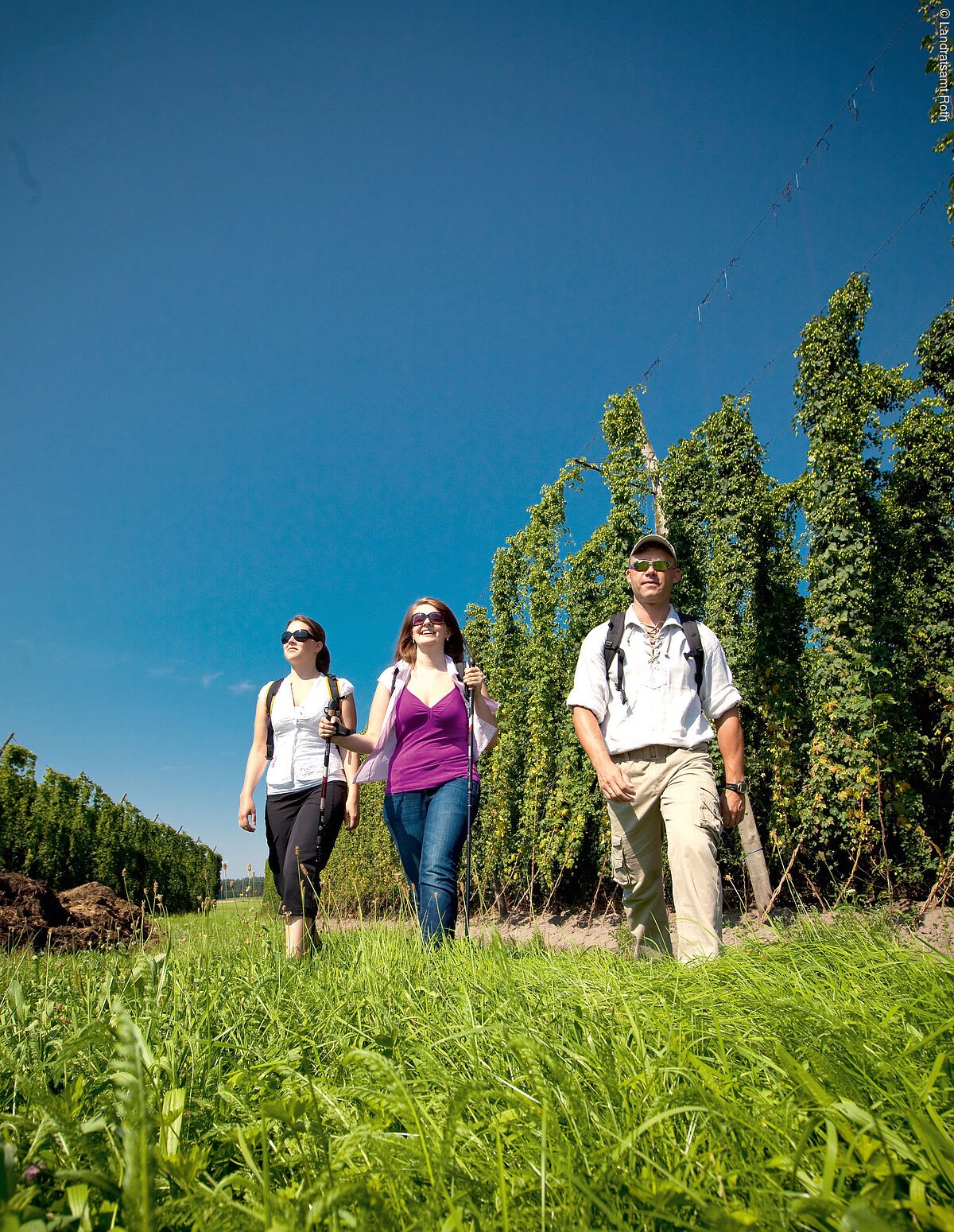 Nordic-Walking durch Hopfengärten