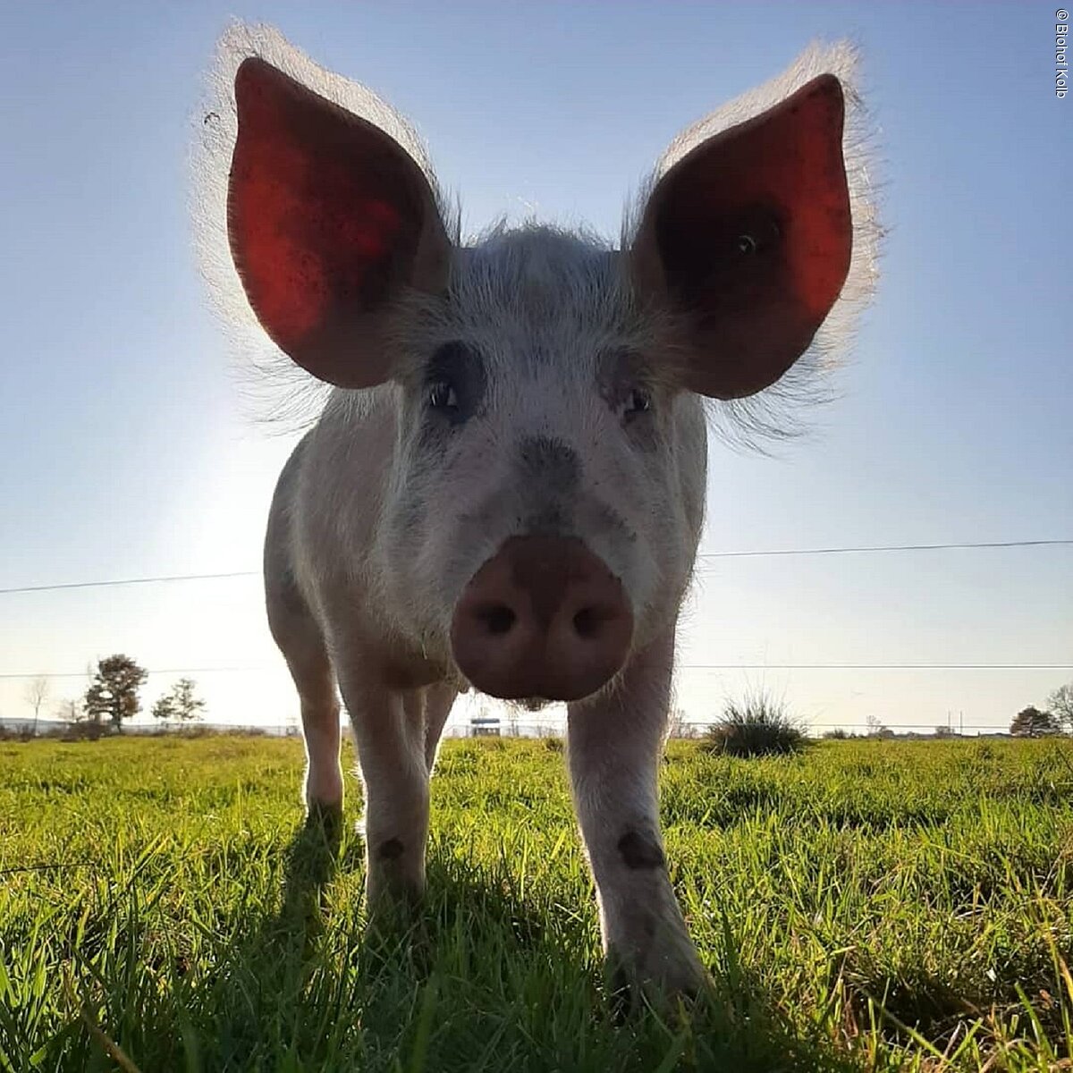 Schweinchen im Grünen