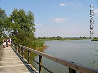 Blick vom Steg auf der Vogelinsel Mehrere Stege sind Teil des Rundweg auf der Vogelinsel.