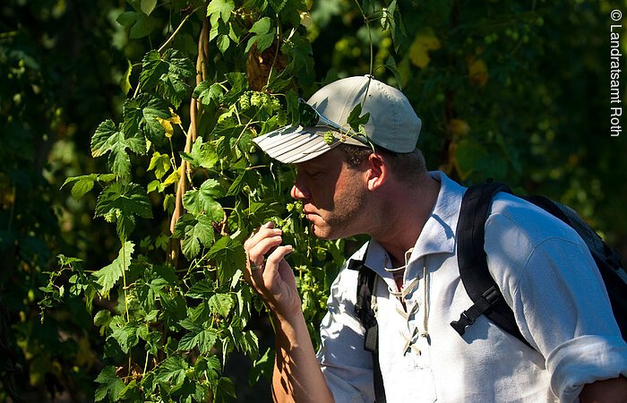 Schnupperpause am Hopfenstrang Ein Man riecht an den Zweigen eines grünen Baumes.