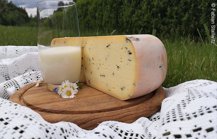 Tilsiter Käse Ein halber Laib Käse plaziert auf einem Holzbrett auf einer weißen Decke in einer grünen Wiese. Auf dem Brett steht noch ein Glas Milch.
