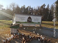Die Hühner vom Bammersdorfer Weide Ei Hühner in Freilandhaltung. Die Hühnerschar hat die From eines Herzens. Im Hintergund ein Mobilstall.
