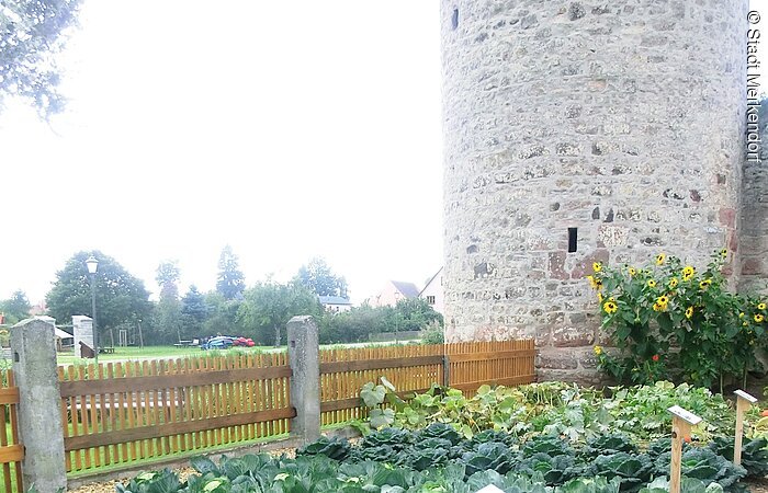Krautgarten in Merkendorf Wuchtige Krautsalate wachsen am Stadtmauergraben.